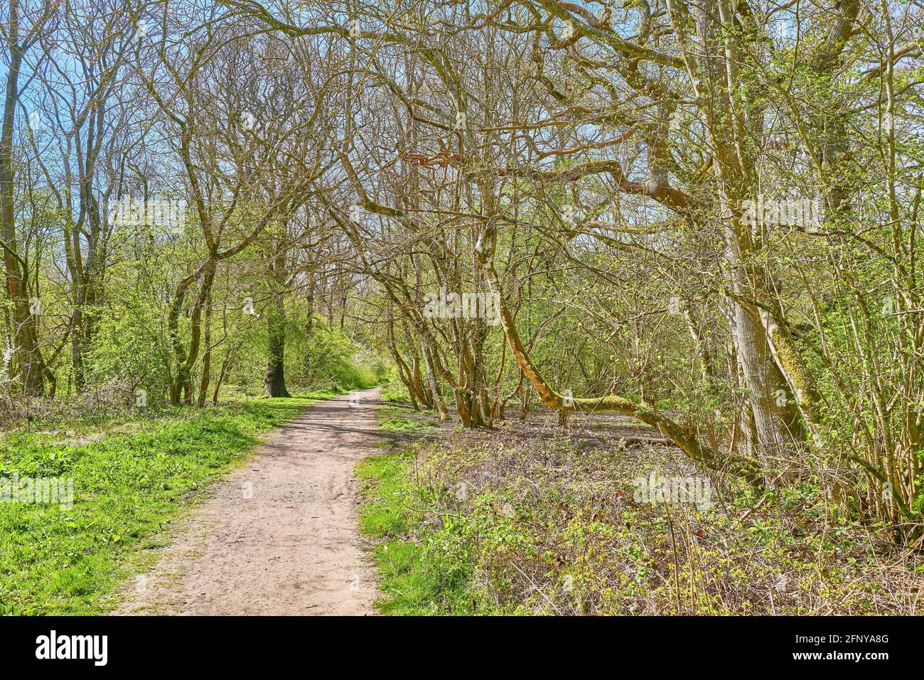 Wooded Path Springtime Woodland path trees hi-res stock photography and images - Alamy