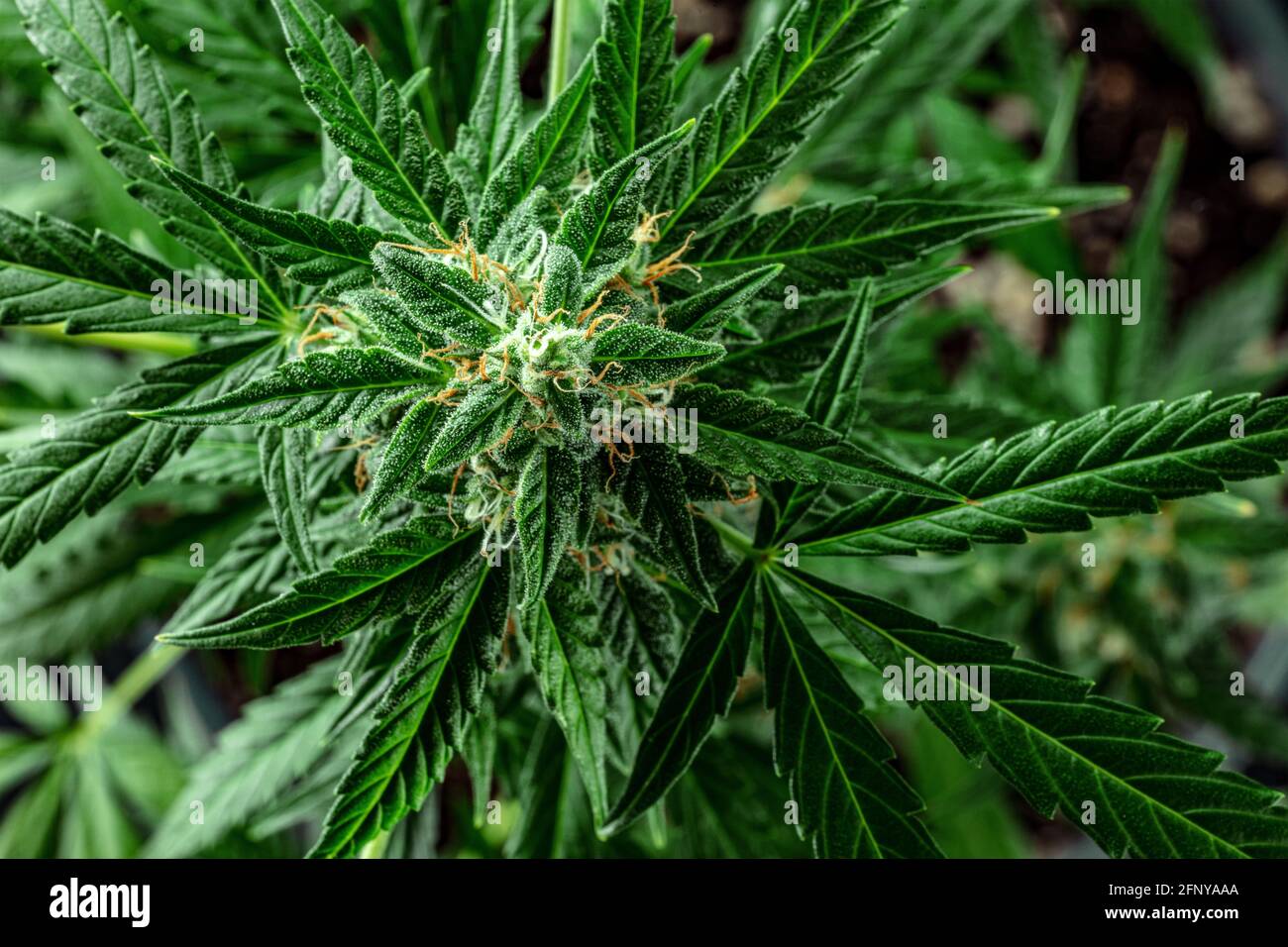 Blooming cannabis plant, ready for harvest. Marijuana flowers with
