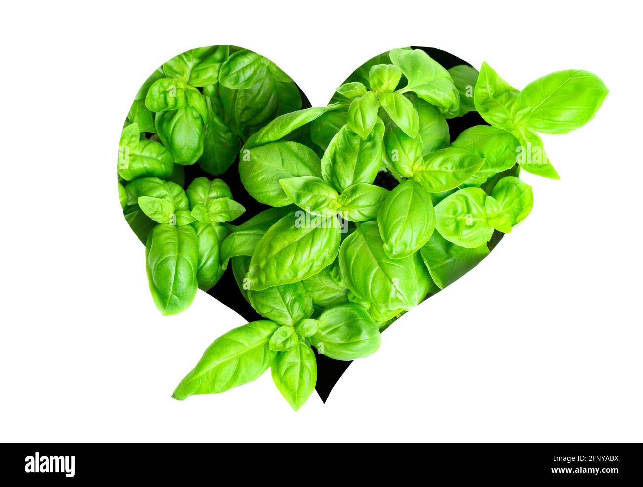 Fresh leaves of a sweet basil bush coming through a heart shaped