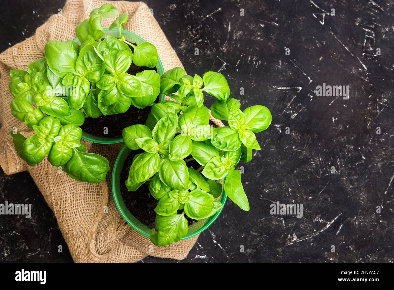 Two buckets with fresh sweet basil on a sackcloth on a black table. Home gardening concept. Top-view, copy space. Stock Photo
