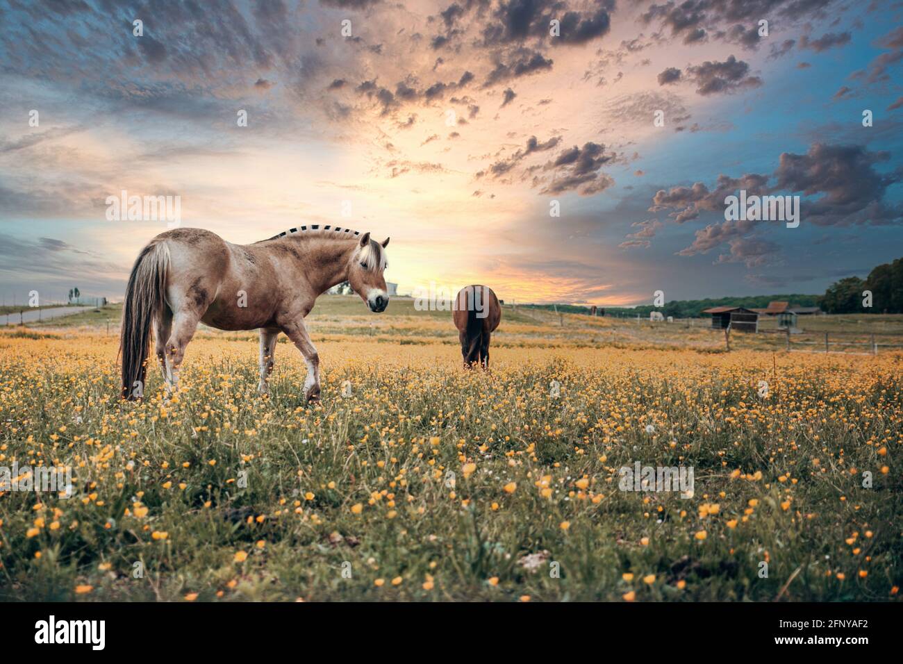 Horses in a sunset eating in a wild outdoor farm, beautiful brown horses Stock Photo