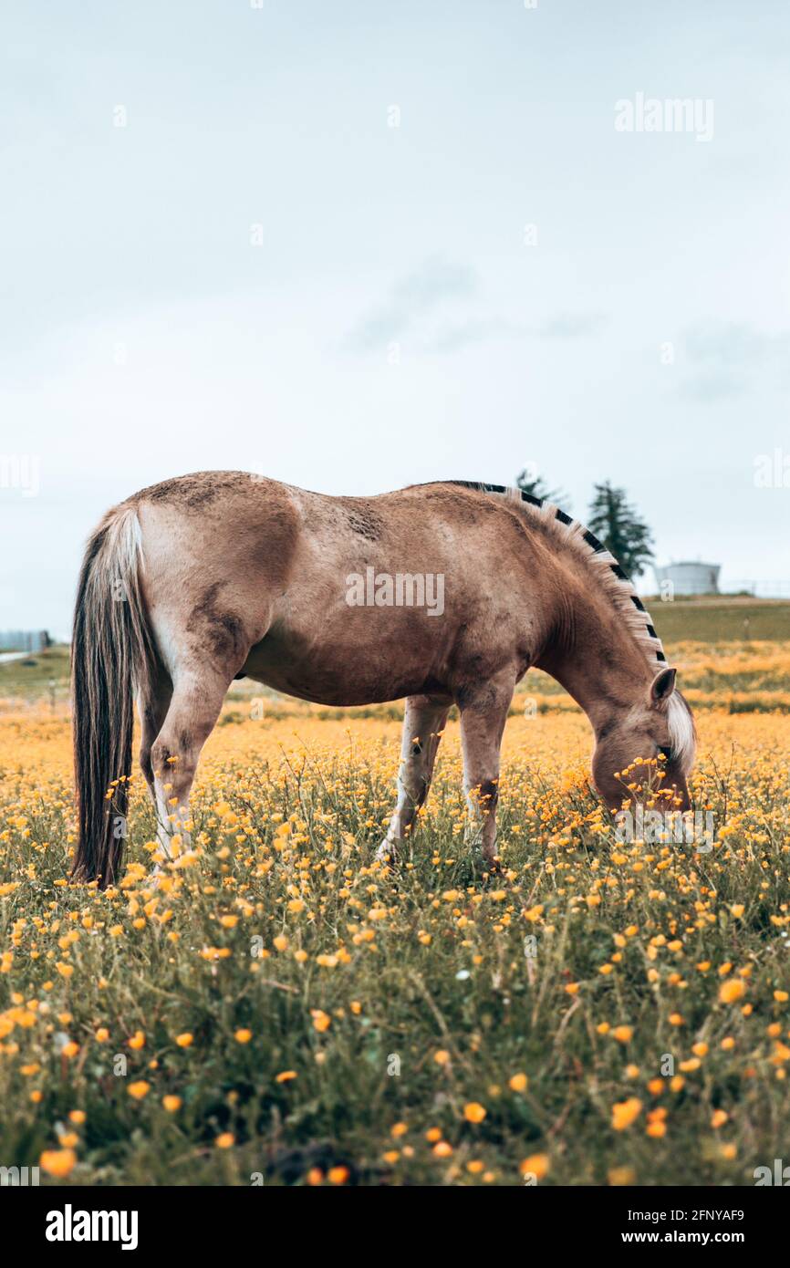 Brown horse in a wild nature eating fresh grass and yellow flowers - natural living or farming. Stock Photo