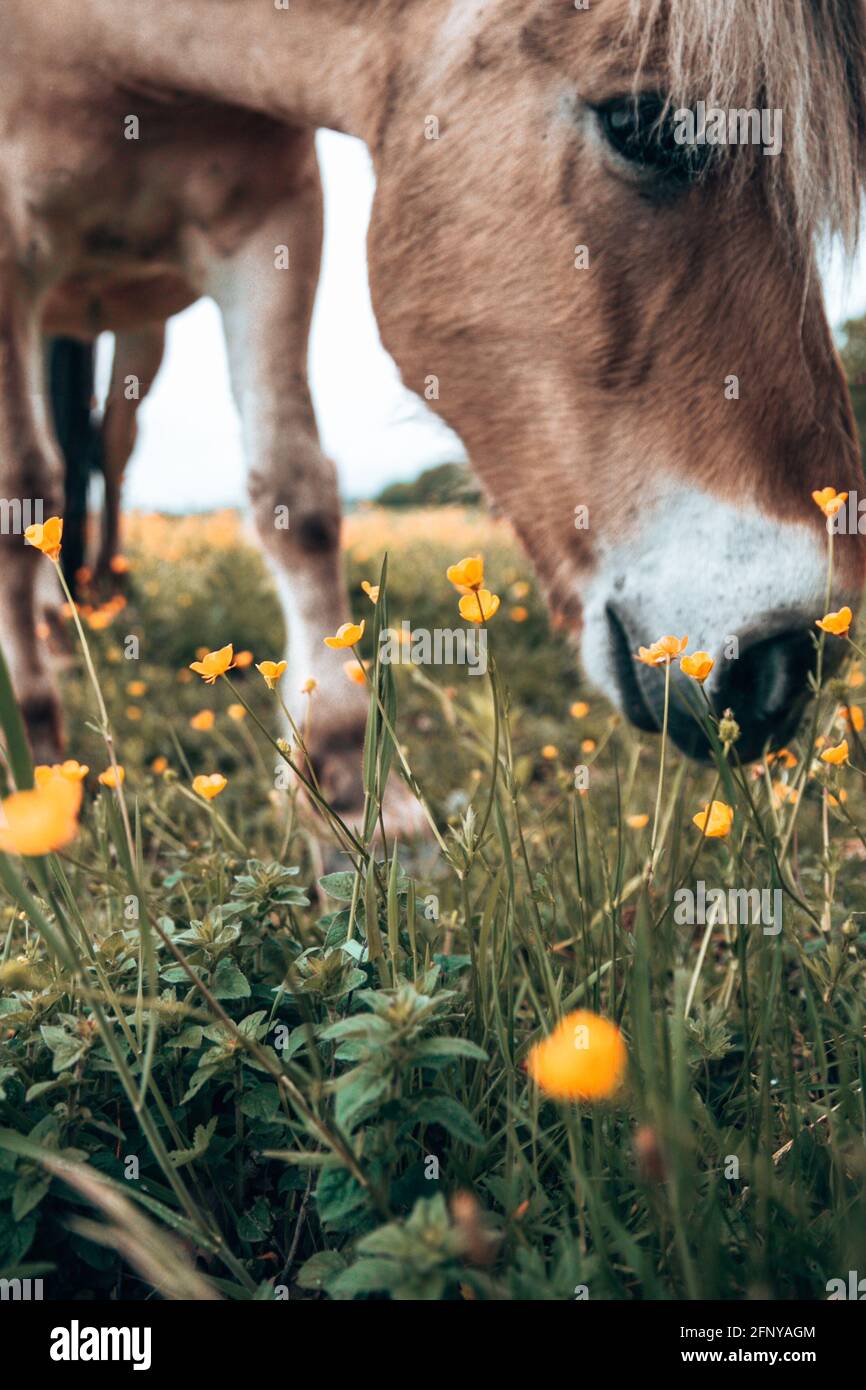 The horse is eating grass in wild nature. Perfect for horse lovers and horse owners Stock Photo