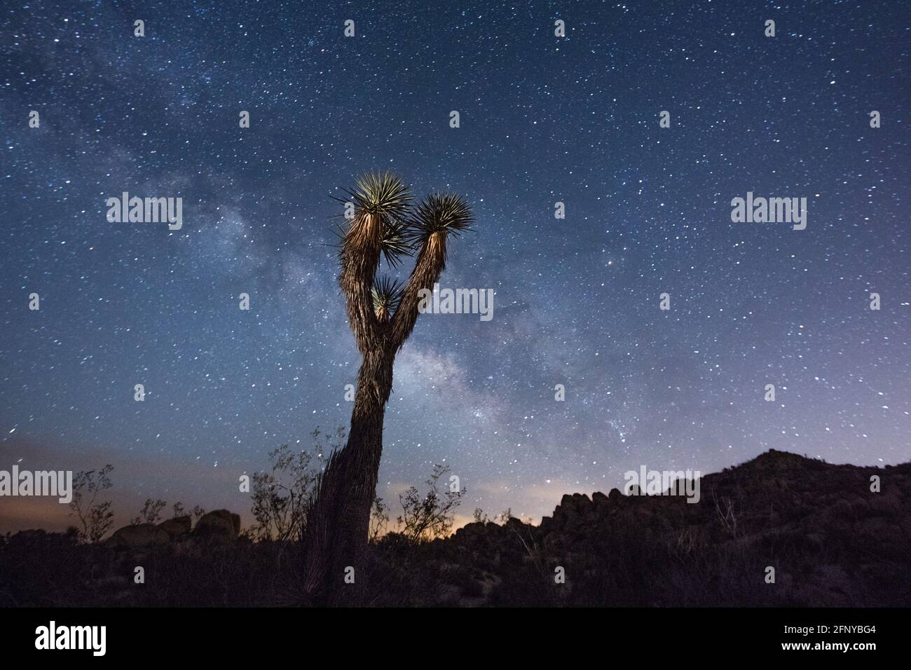 Night sky and the milky way in the desert. Joshua Tree National Park, California, USA Stock Photo