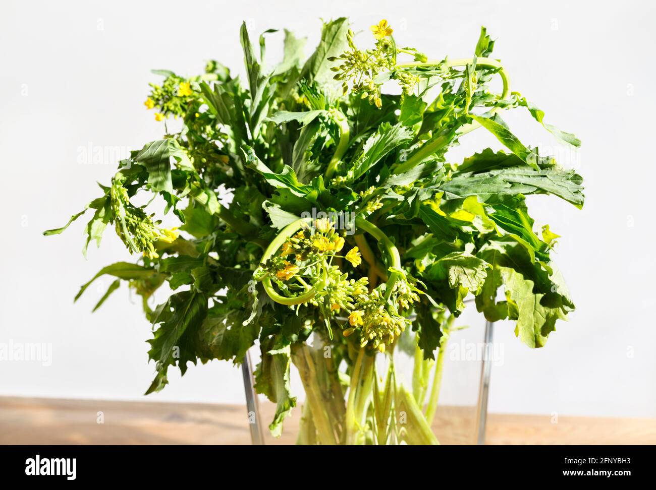 Bunch of yellow turnip greens flowers Stock Photo