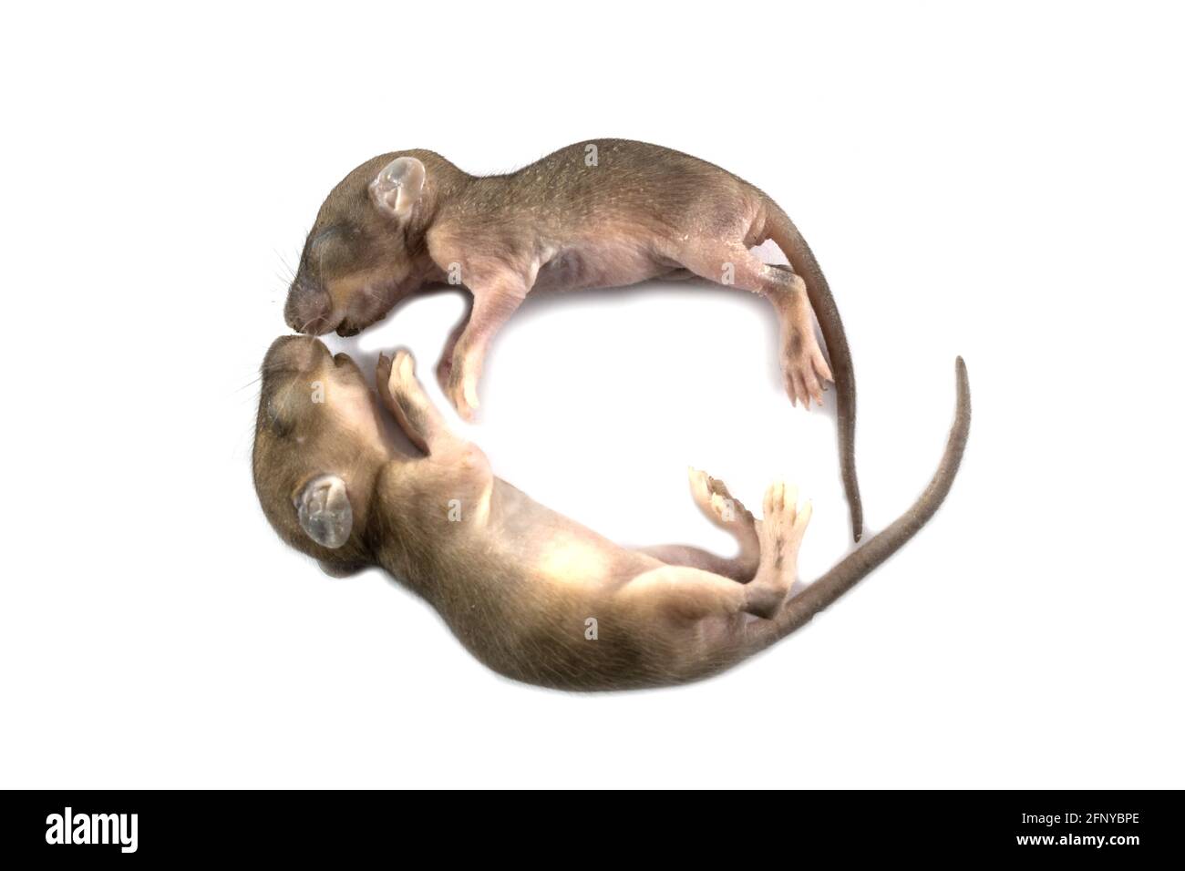 Baby rats on white background Stock Photo