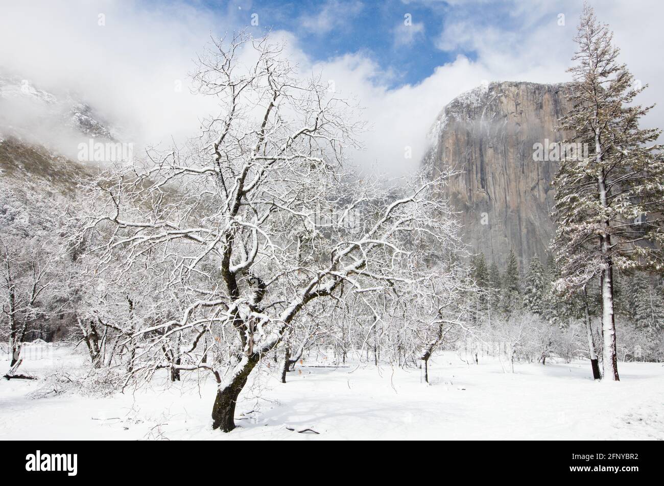 Yosemite Valley in the winter, with fresh fallen snow and the iconic El Capitan looming over. Stock Photo
