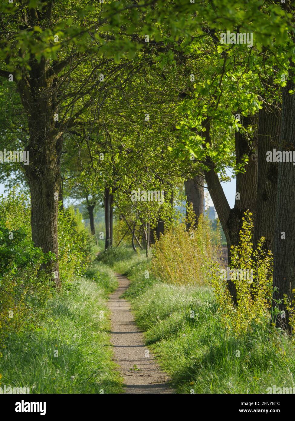 Springtime Westfall spring time in westphalia Stock Photo - Alamy