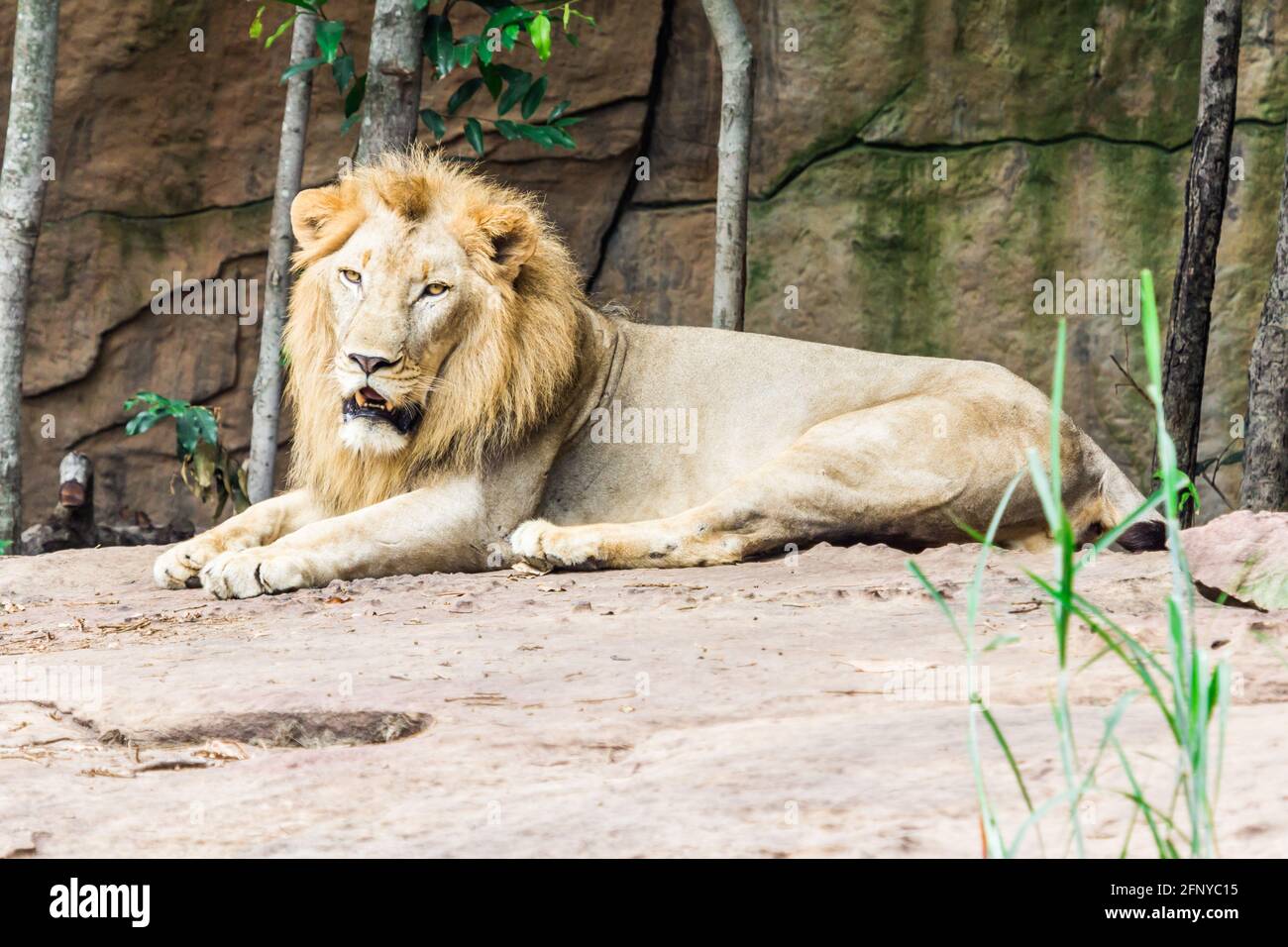 Lion king animals pride rock hi-res stock photography and images - Alamy