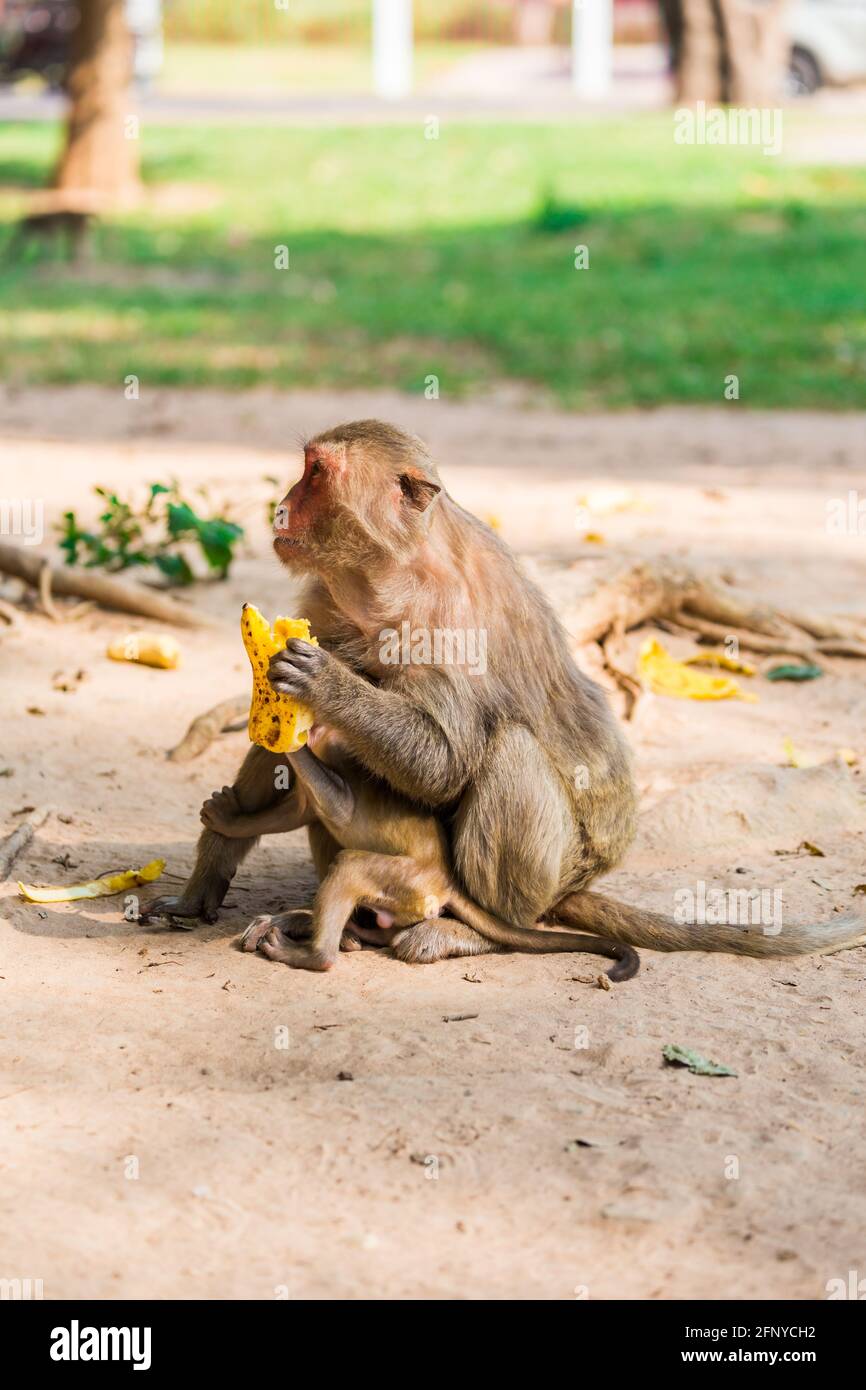 Mother Monkey And Baby Monkey Sits On The Sand And Eats Banana Stock Photo Alamy