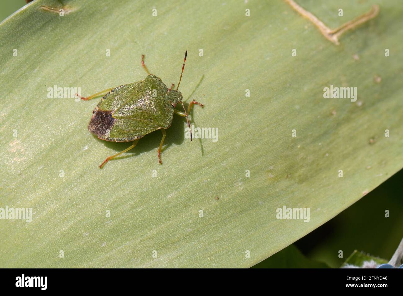 One common green shieldbug, shield bug, Palomena prasina or stink bug sitting on a green leaf in the spring sunshine, close-up view from above Stock Photo