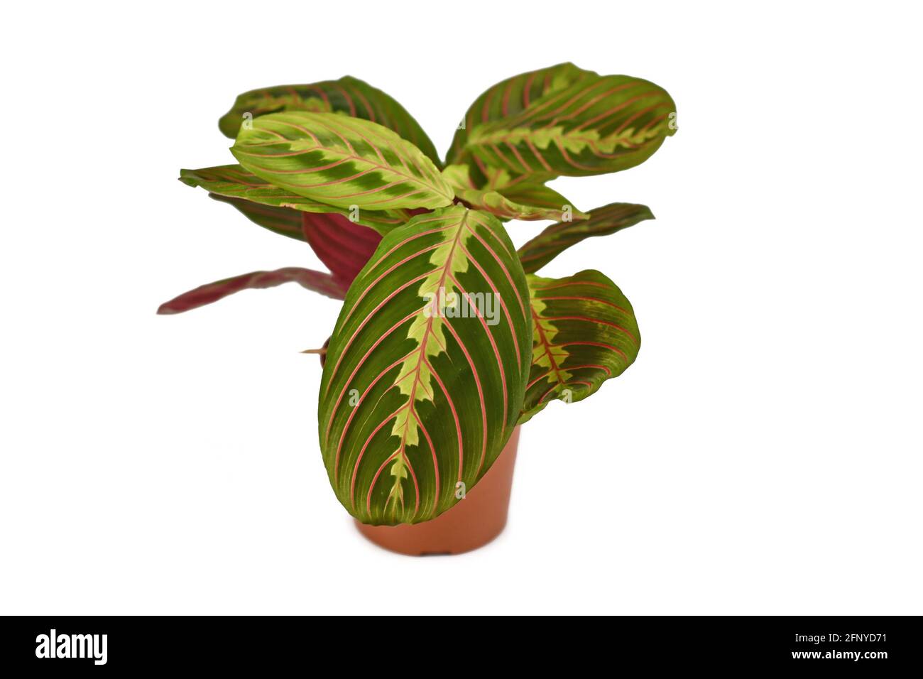 Exotic 'Maranta Leuconeura Fascinator' plant in flower pot isolated on white background Stock Photo