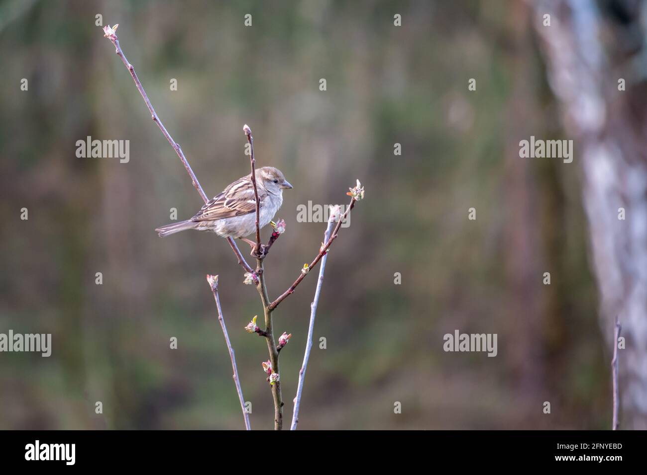 bird - one sparrow on a tree branch Stock Photo