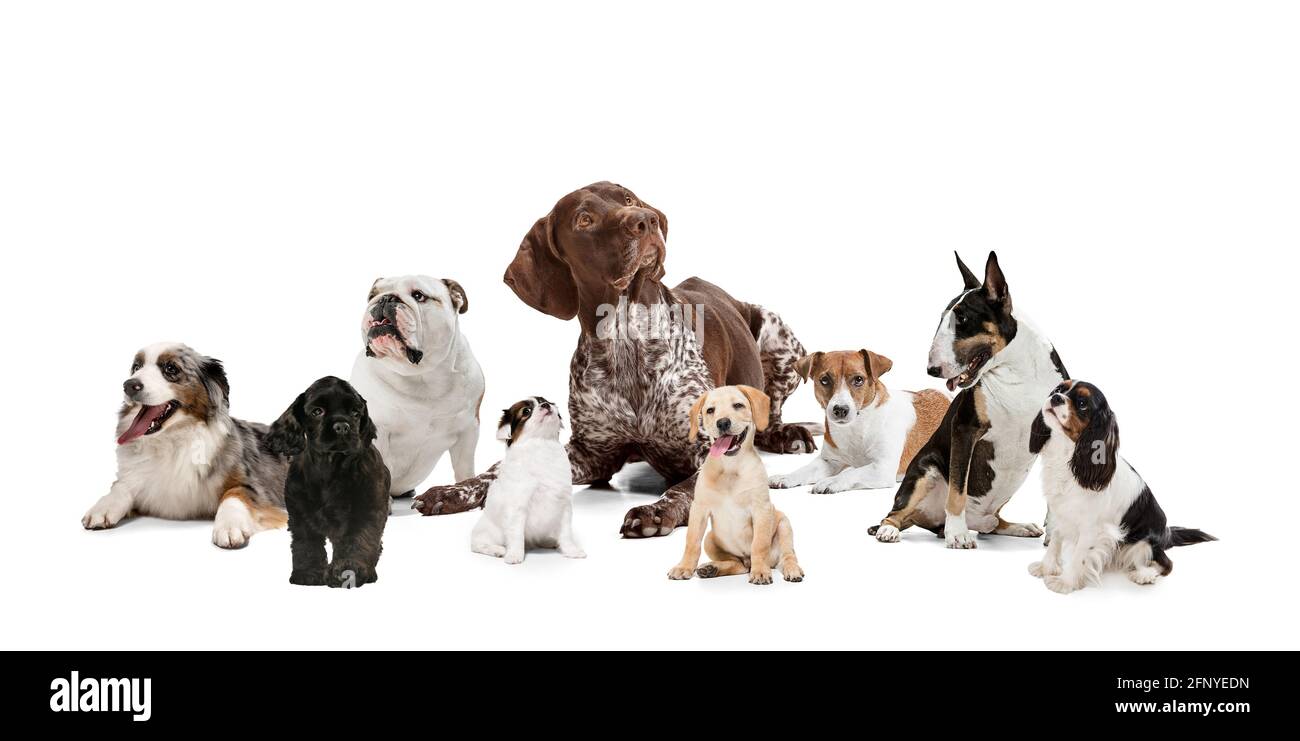 Group of different purebred dogs isolated over white studio background ...