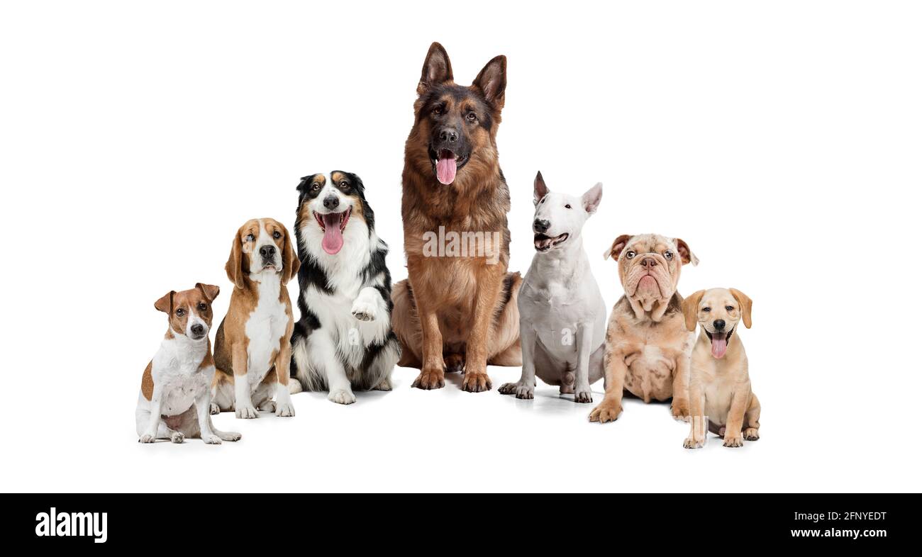 Group of different purebred dogs sitting isolated over white studio ...