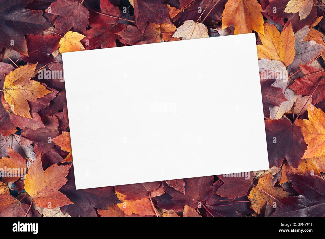 empty white card mockup on fall leaves texture background. Stock Photo