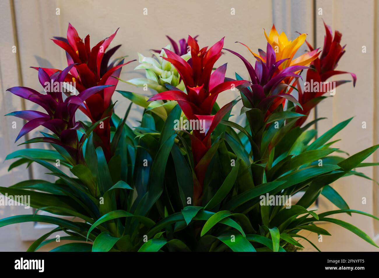 Multicolored bromelias in a greenhouse or flowerbed, floral, natural background. Stock Photo