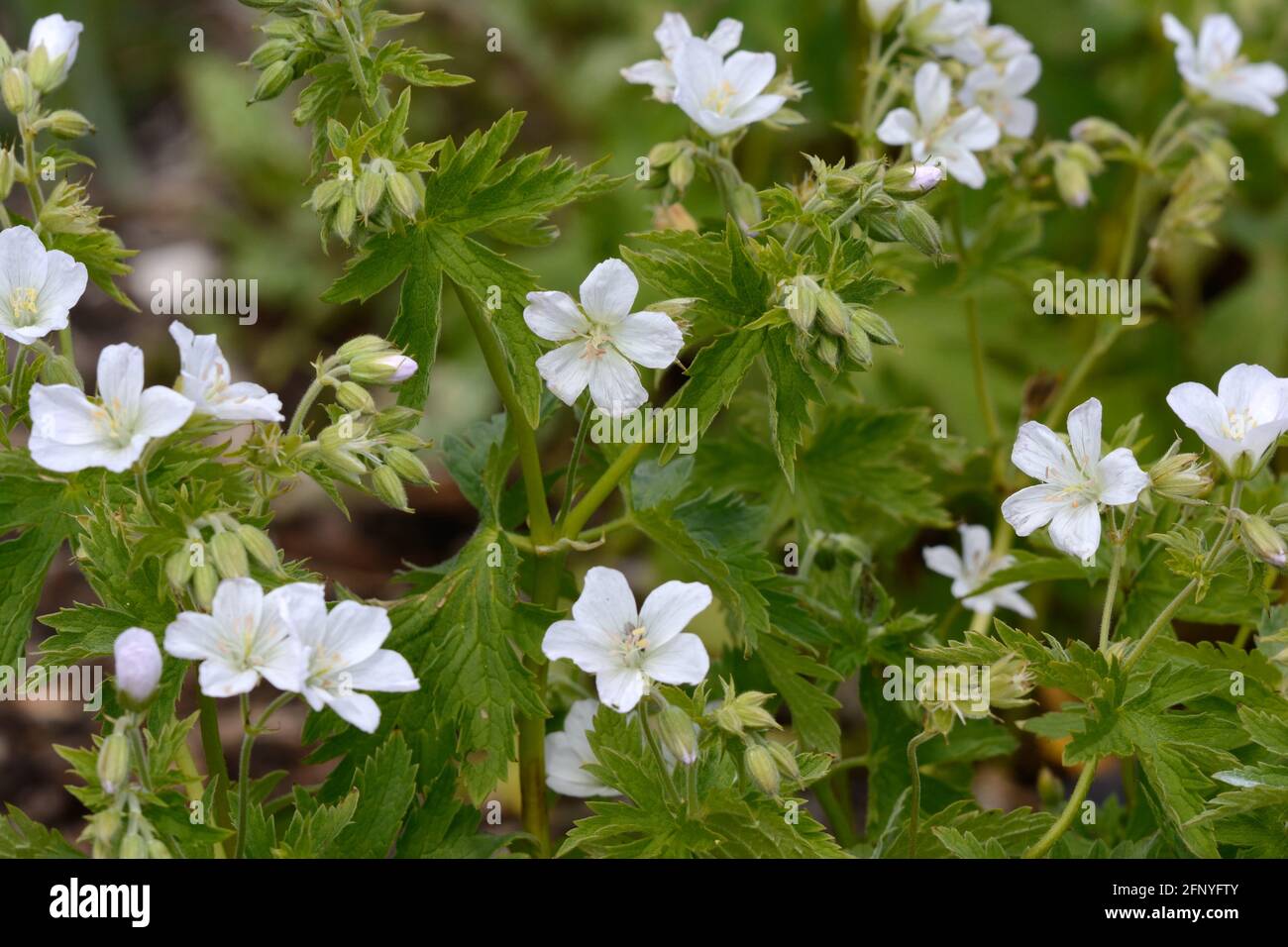Pure white flowers of Geranium sylvaticum Album Wood Cransebill Stock Photo