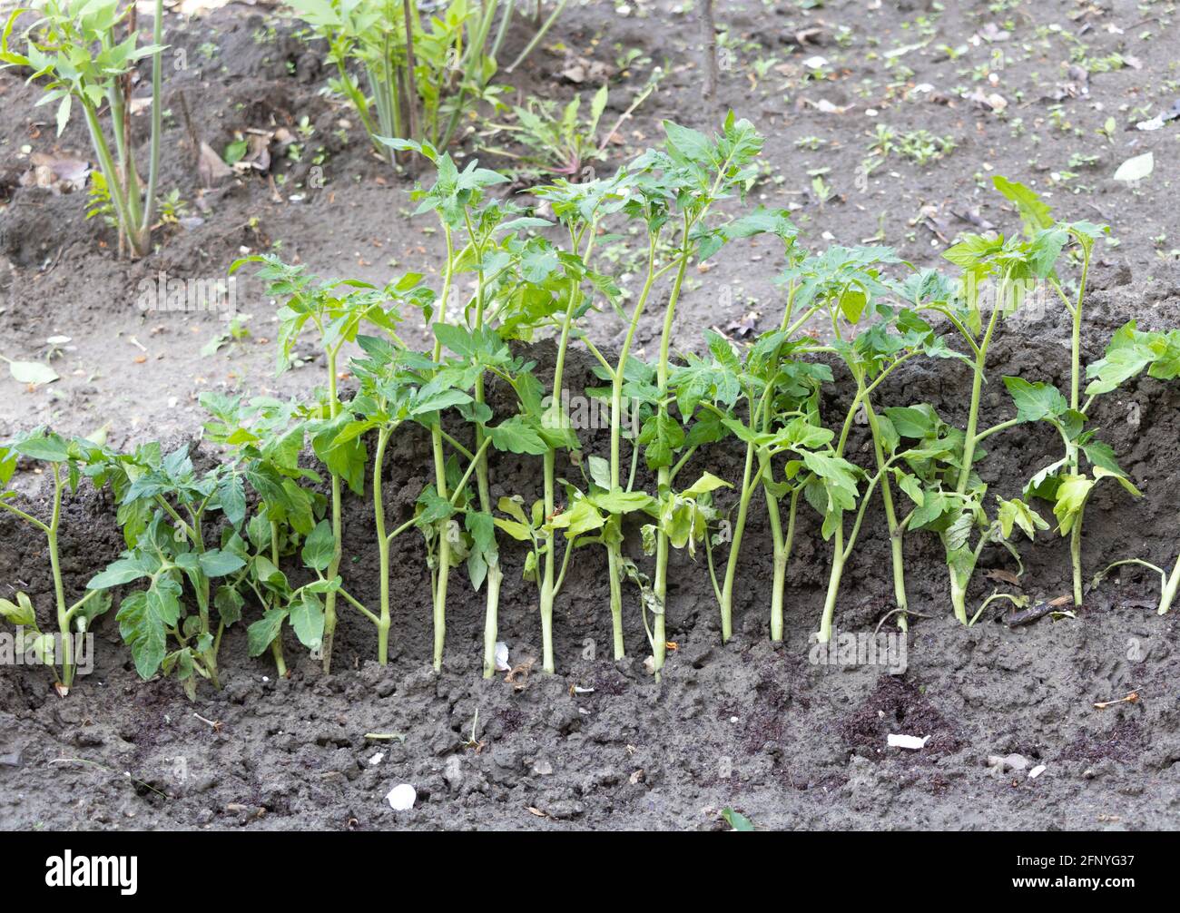 Tomato seedlings temporarily planted in the garden all together Stock Photo