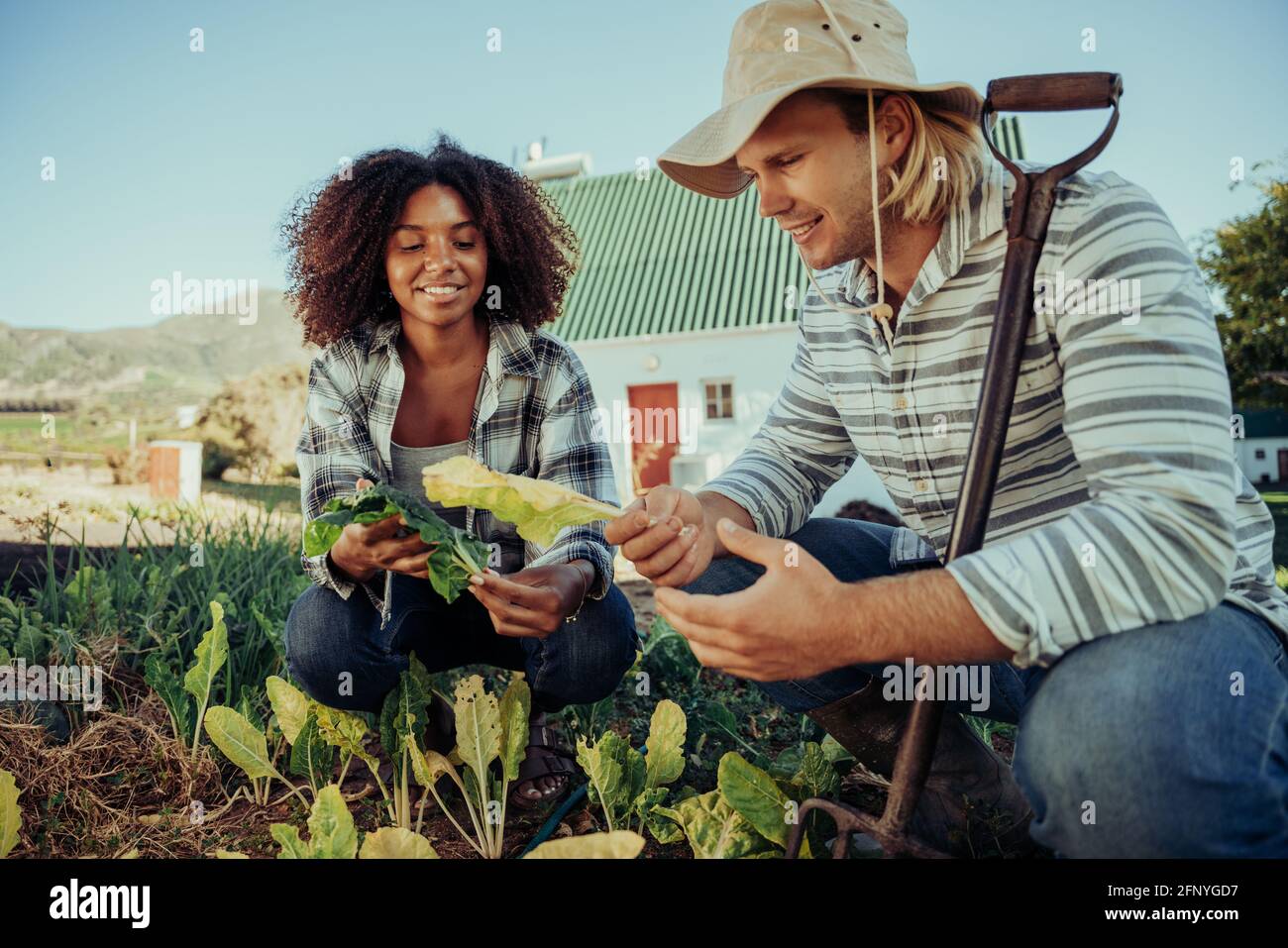 male and female farmers working hard in vegetable patch harvesting fresh produce  Stock Photo