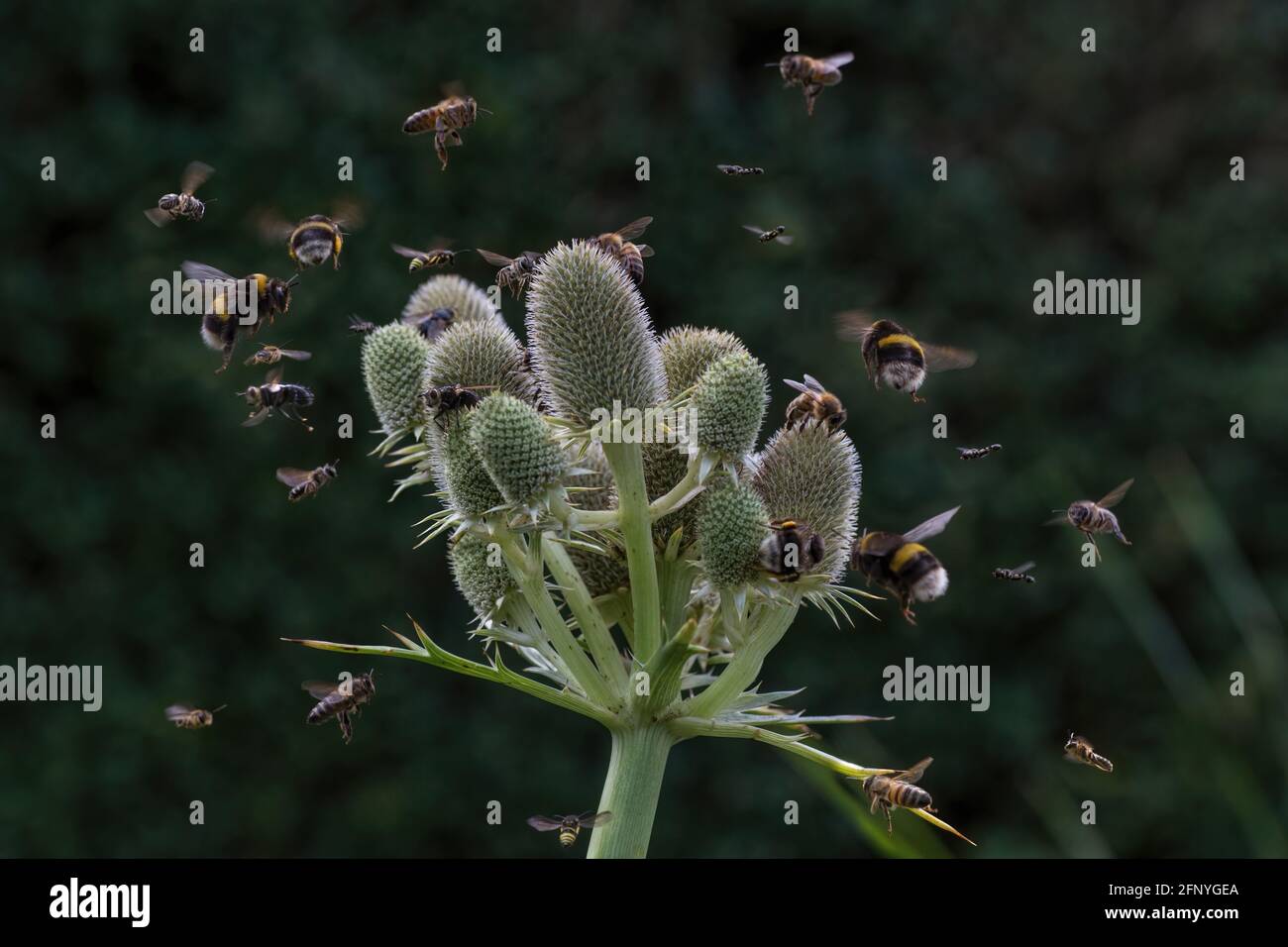 A composite image showing garden wildlife diversity with insects attracted to Eryngium Sea-holly flowers. Stock Photo