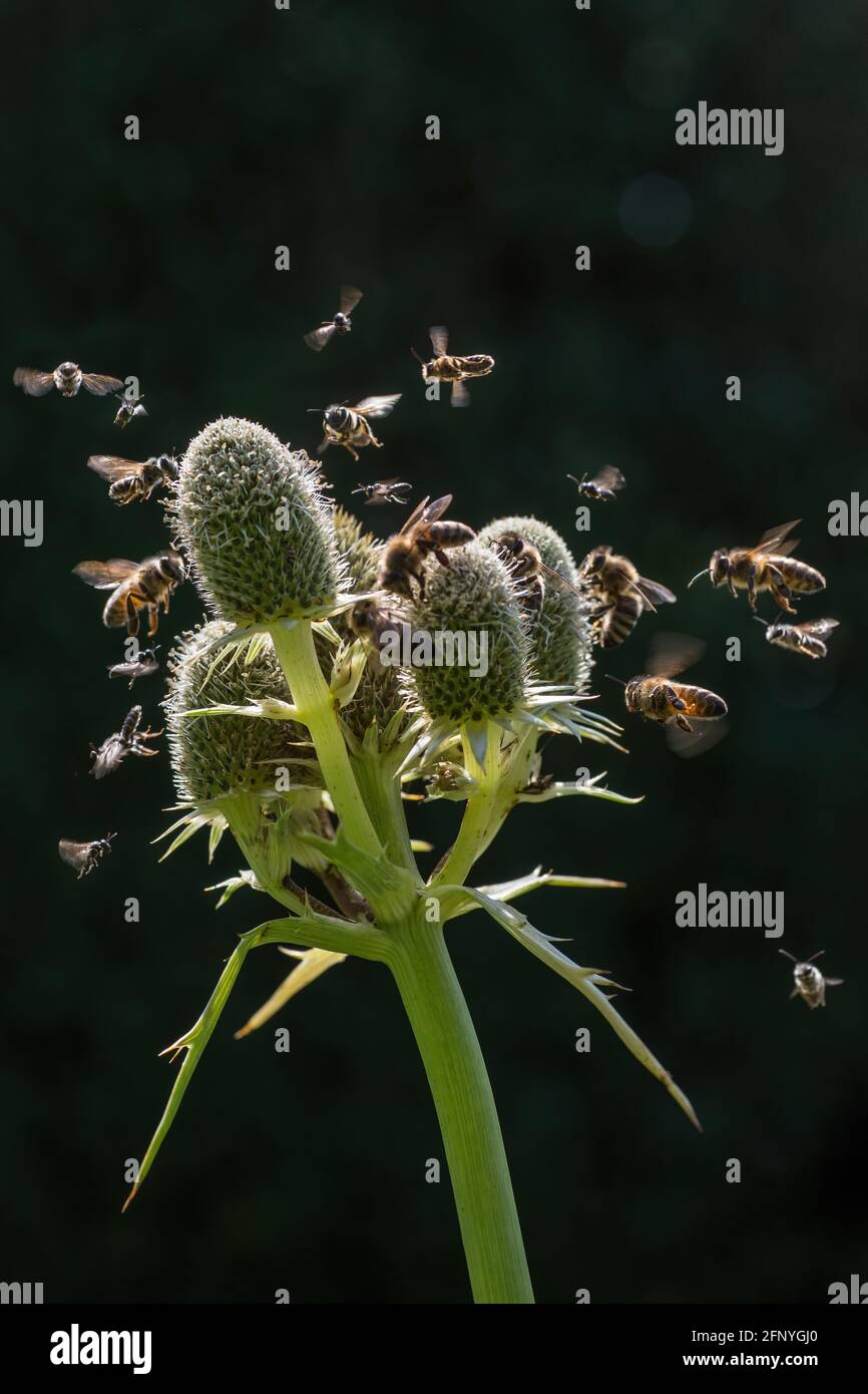 A composite image showing garden insects attracted to Erygium Sea-holly flowers. Stock Photo