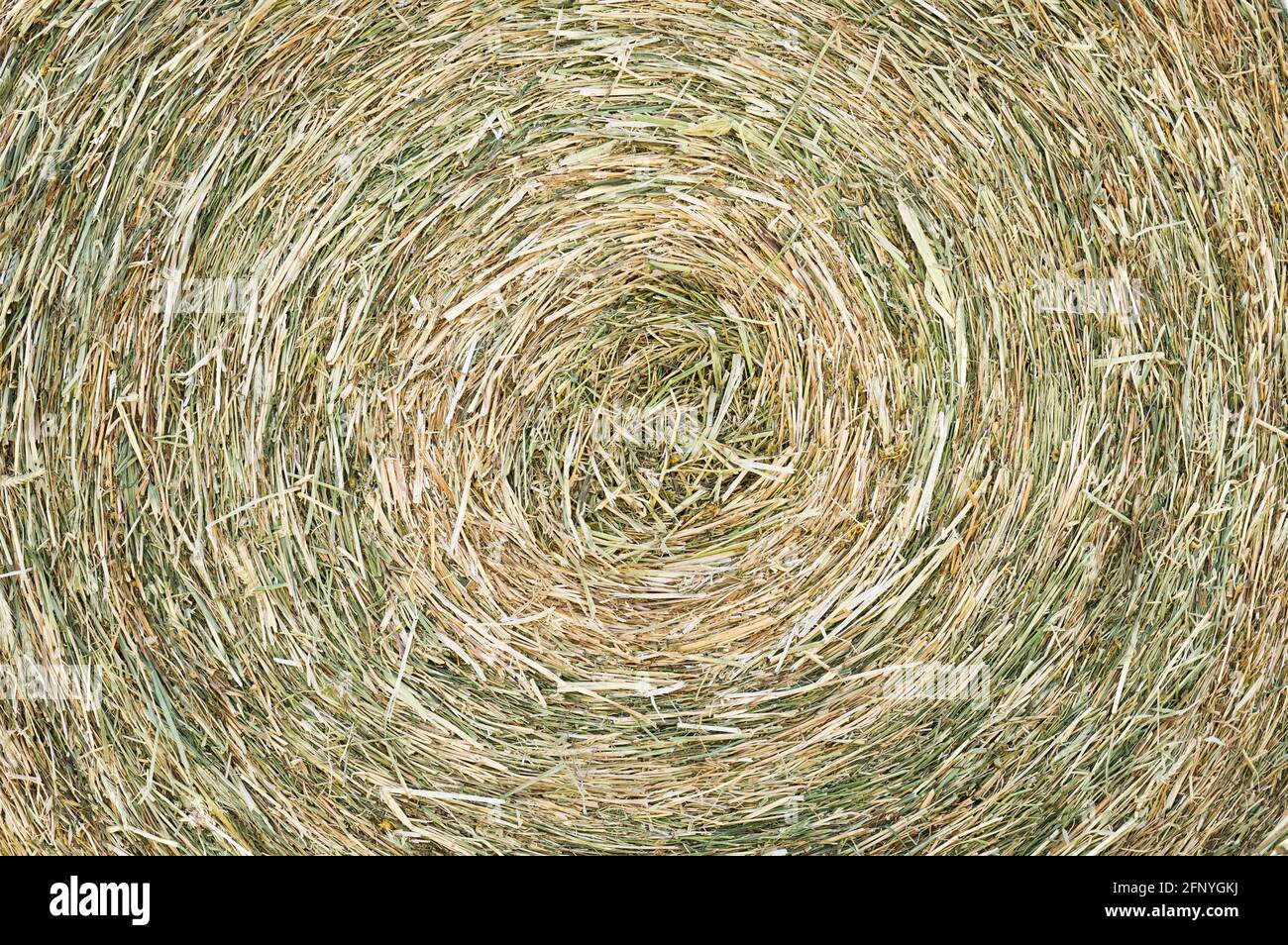 Texture of hay stack, closeup natural background Stock Photo