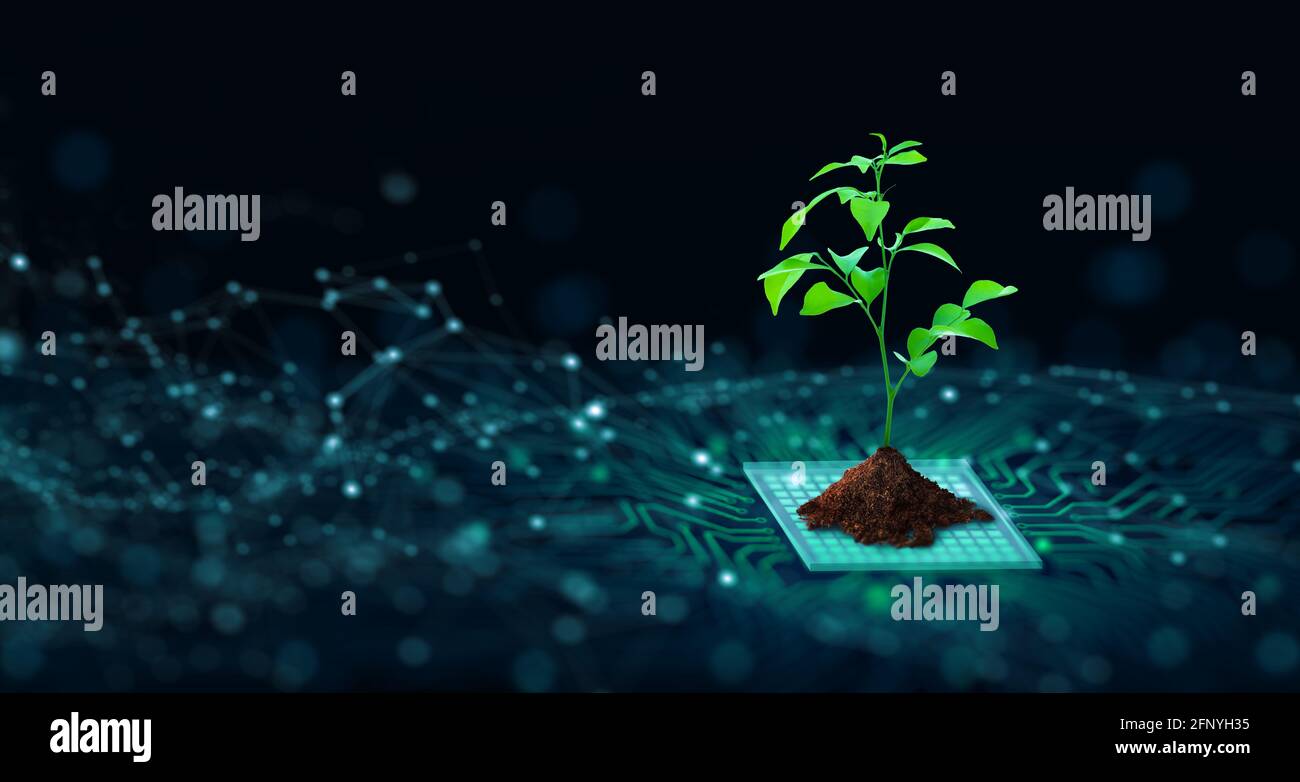 Tree with soil growing on  the converging point of computer circuit board. Blue light and wireframe network background. Green Computing, csr, ethics. Stock Photo