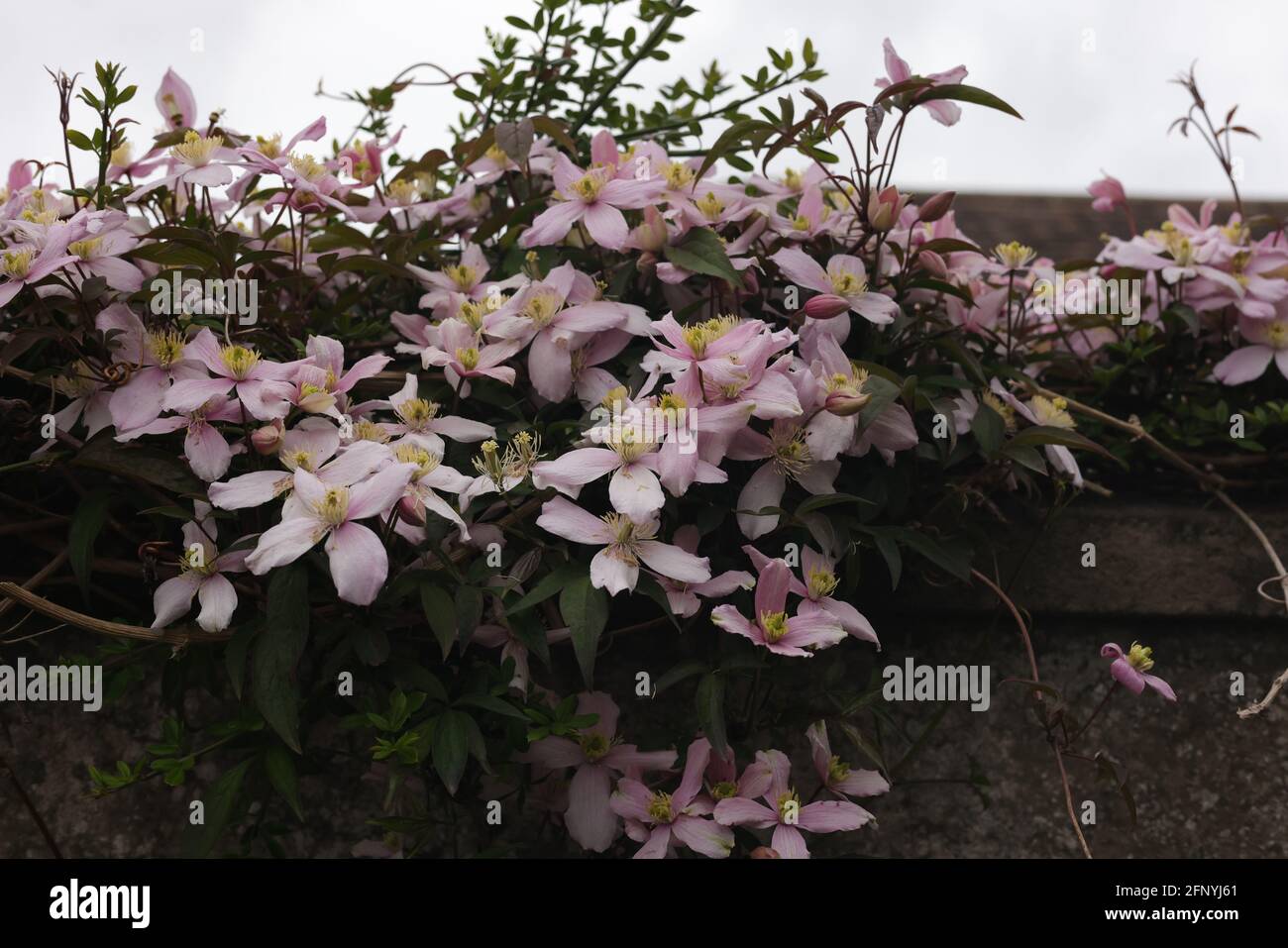 Clematis flowers in UK during spring. Stock Photo