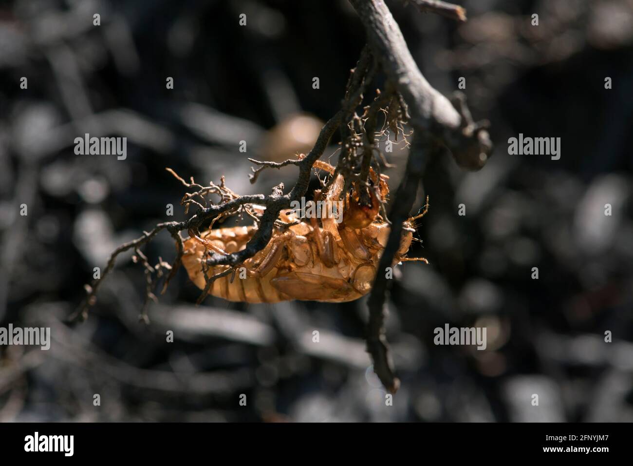 Empty cicada exoskeleton hanging from a branch. Stock Photo