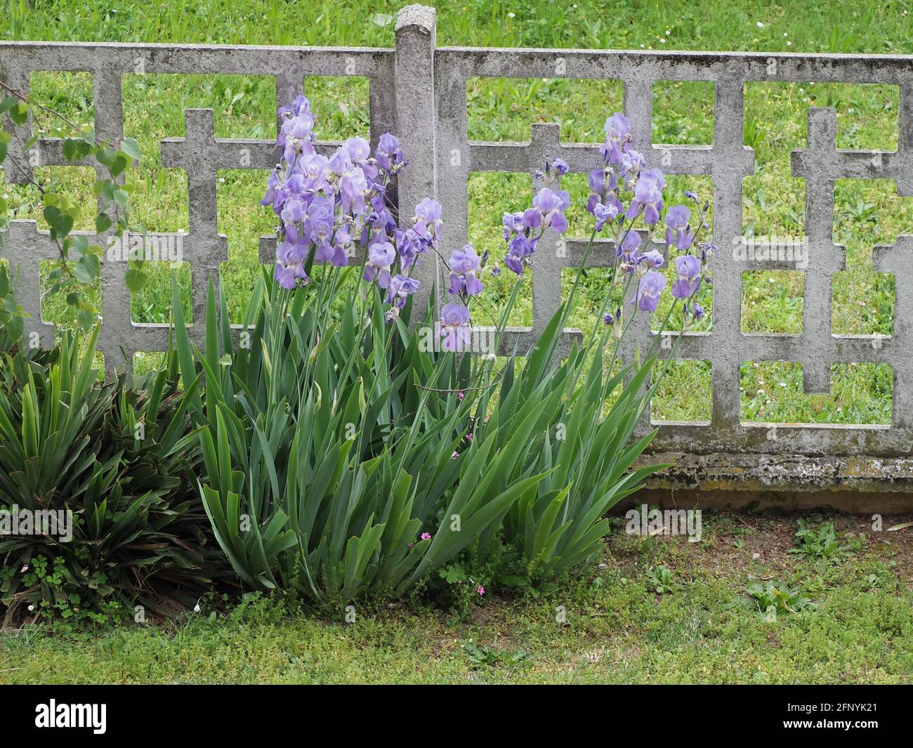 iris (scientific name Iris Germanica) plant purple flower Stock Photo