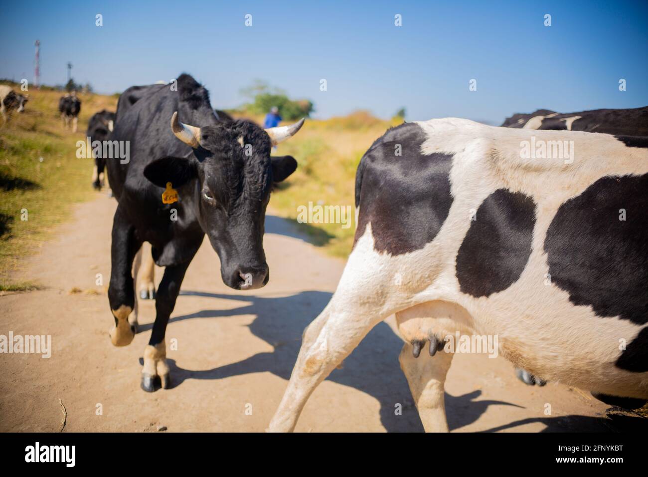 Lusaka, Chongwe farms, Zambia, 18th may 2021, African cows grazing
