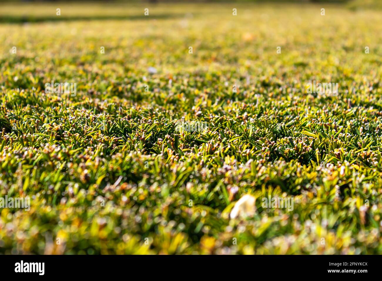 green trimmed hedge - Thuja, close up view Stock Photo