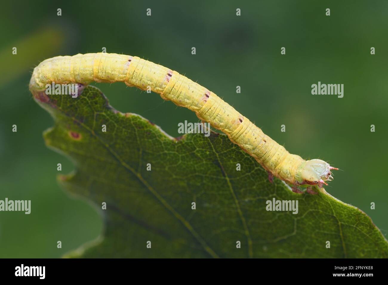 Common Wave moth caterpillar (Cabera exanthemata) on edge of oak leaf. Tipperary, Ireland Stock Photo