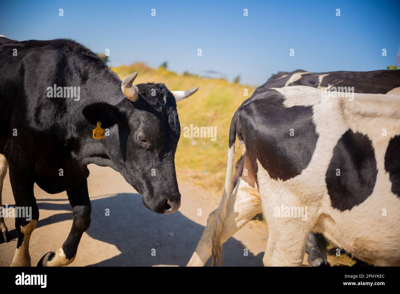 Lusaka, Chongwe farms, Zambia, 18th may 2021, African cows grazing grass in open bush, Zambian