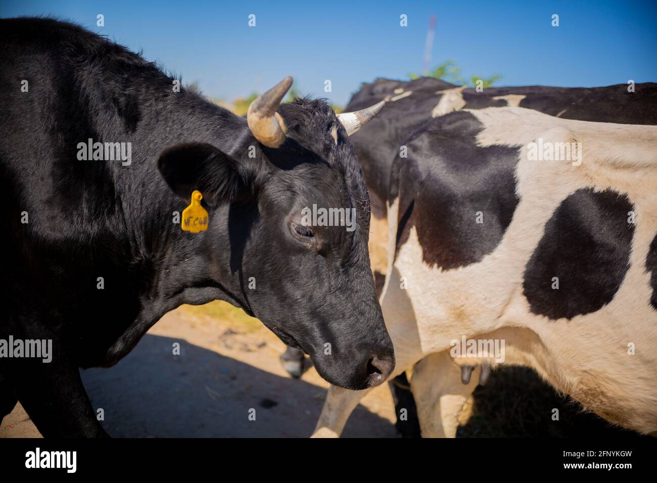 Lusaka, Chongwe farms, Zambia, 18th may 2021, African cows grazing grass in open bush, Zambian
