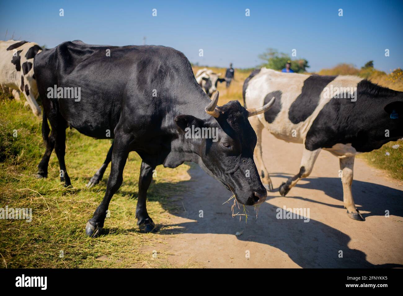 Lusaka, Chongwe farms, Zambia, 18th may 2021, African cows grazing grass in open bush, Zambian