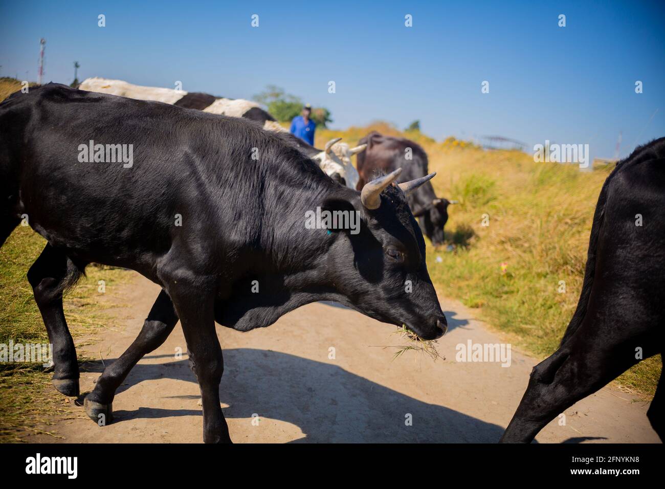 Lusaka, Chongwe farms, Zambia, 18th may 2021, African cows grazing grass in open bush, Zambian