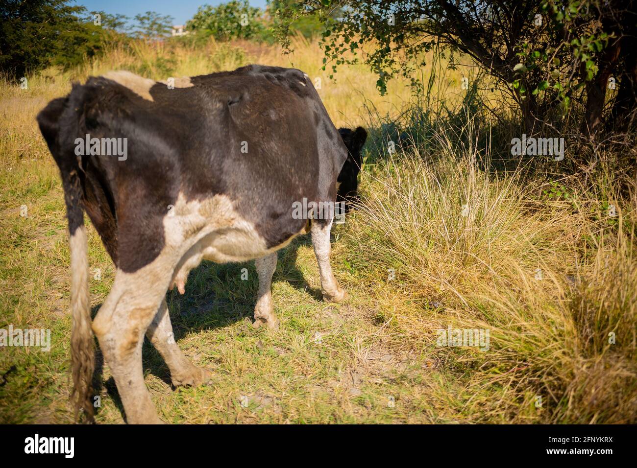 Lusaka, Chongwe farms, Zambia, 18th may 2021, African cows grazing grass in open bush, Zambian
