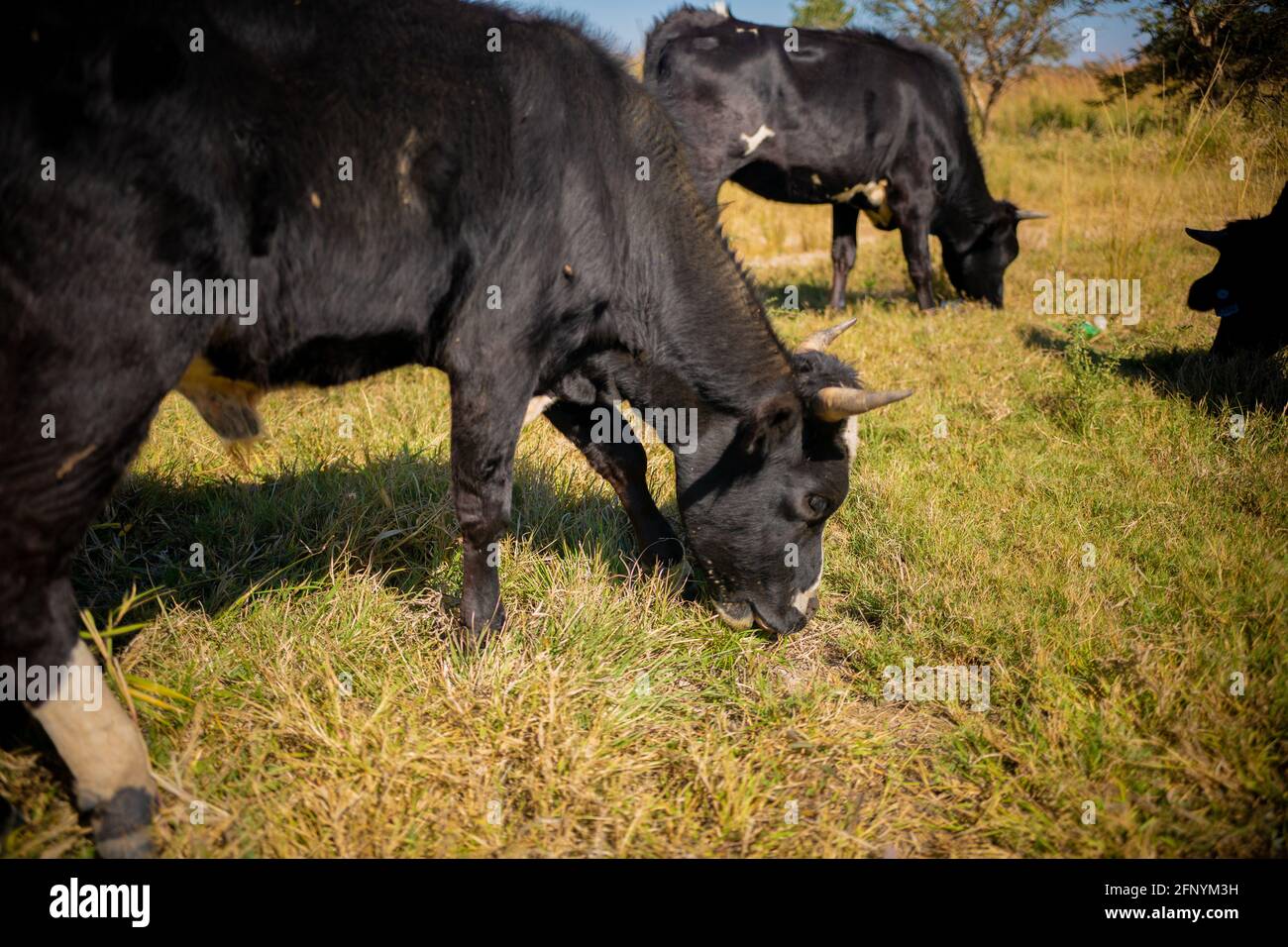 Lusaka, Chongwe farms, Zambia, 18th may 2021, African cows grazing grass in open bush, Zambian