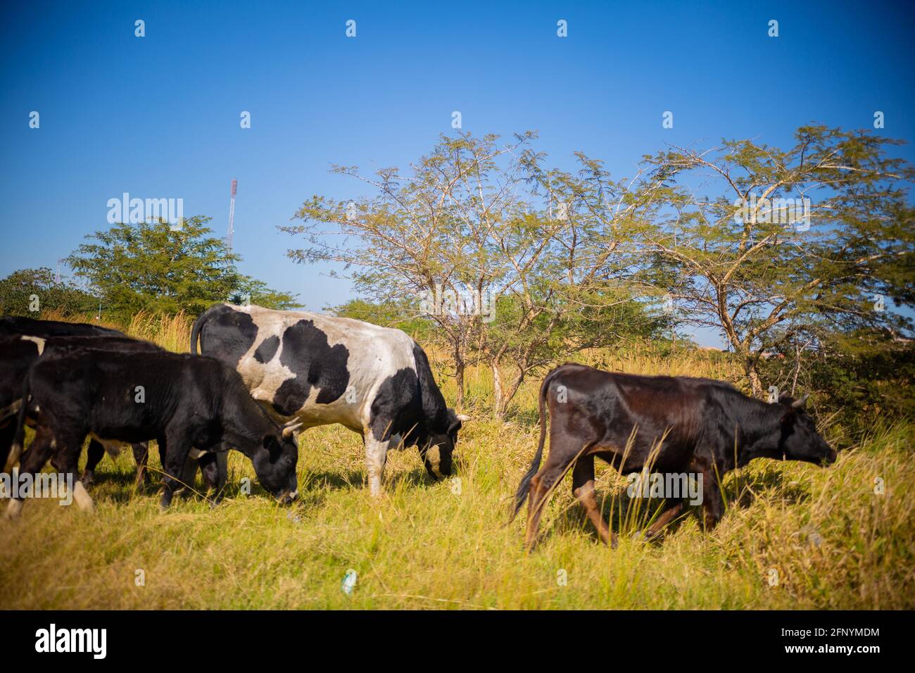 Lusaka, Chongwe farms, Zambia, 18th may 2021, African cows grazing grass in open bush, Zambian