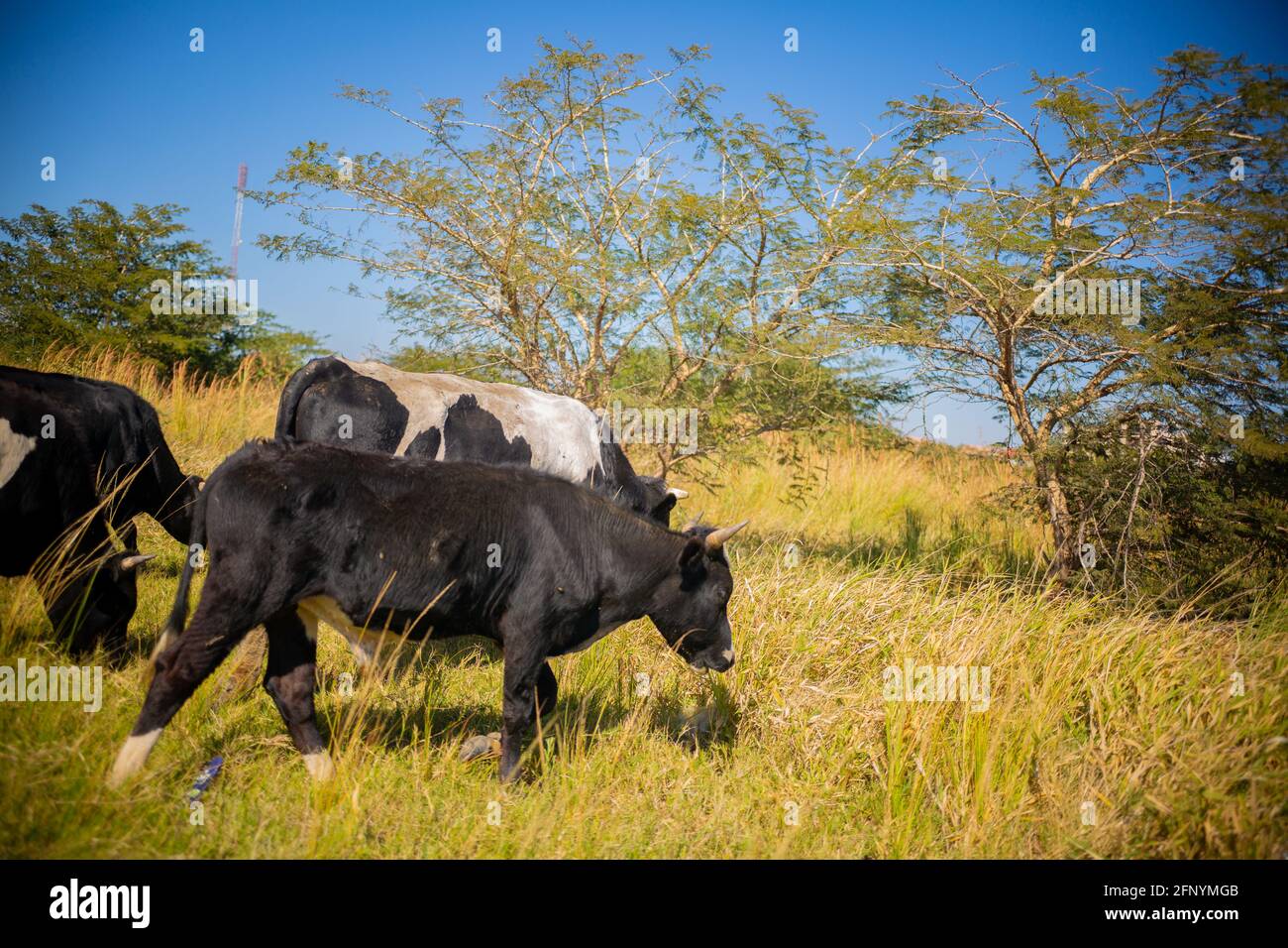 Lusaka, Chongwe farms, Zambia, 18th may 2021, African cows grazing grass in open bush, Zambian