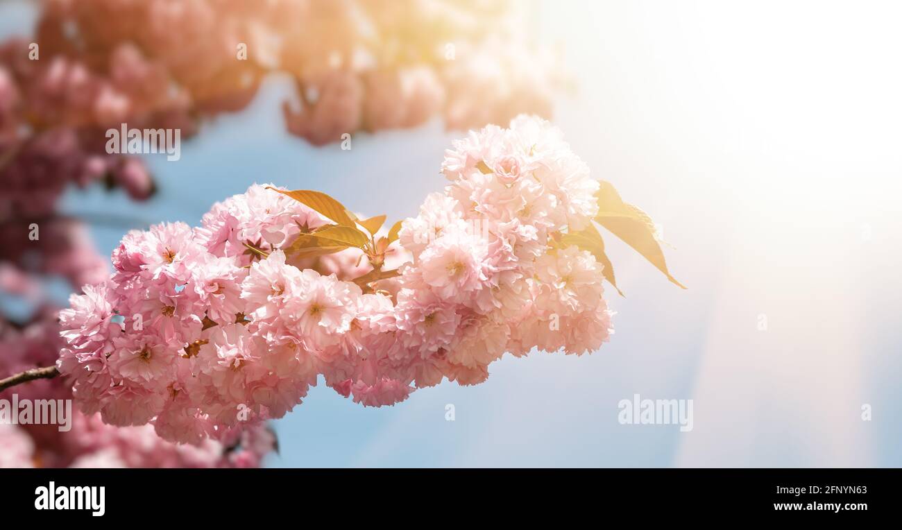 Sakura trees with flowers in sun light. Pink flowers of spring cherry ...