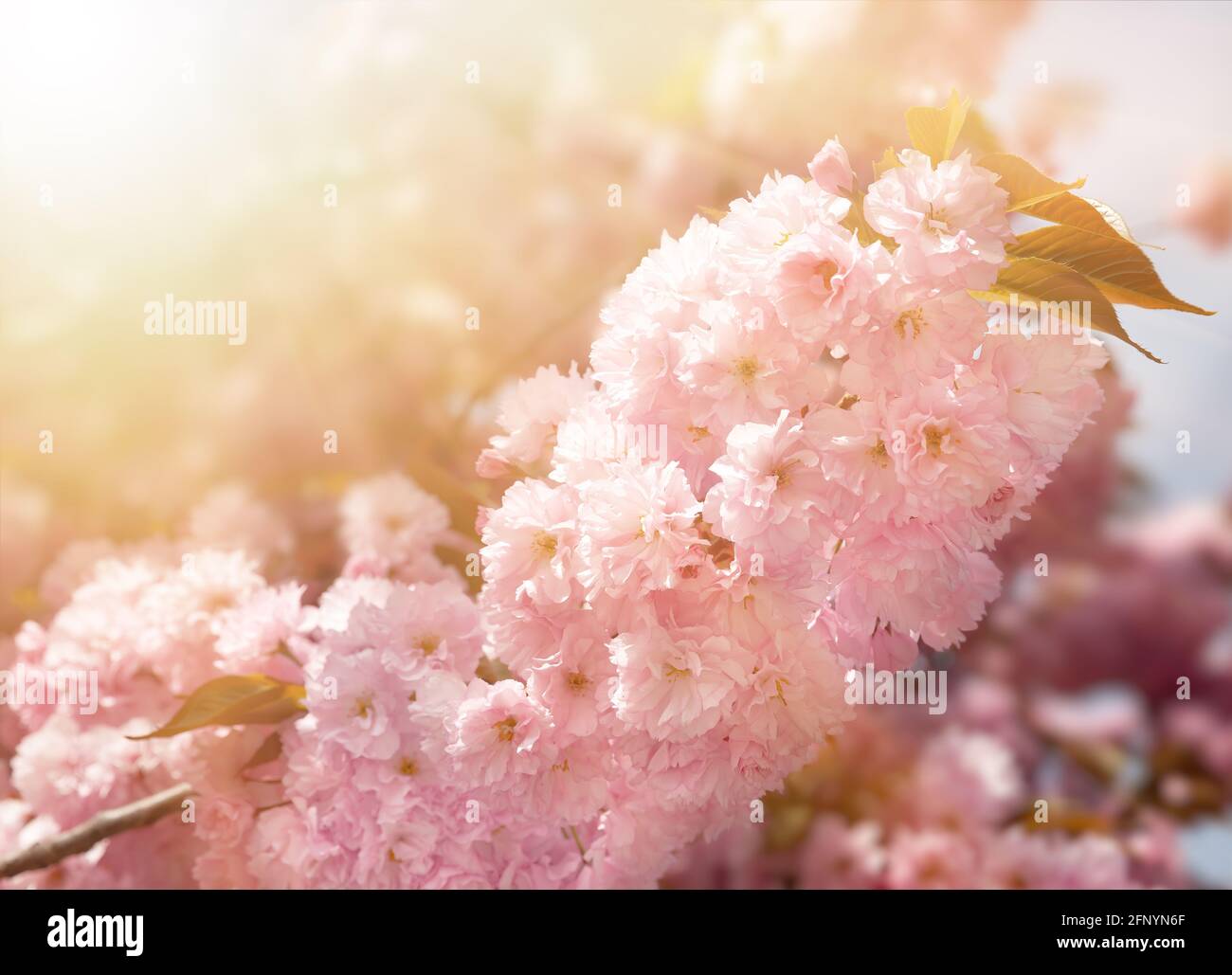 Sakura trees with flowers in sun light. Pink flowers of spring cherry ...