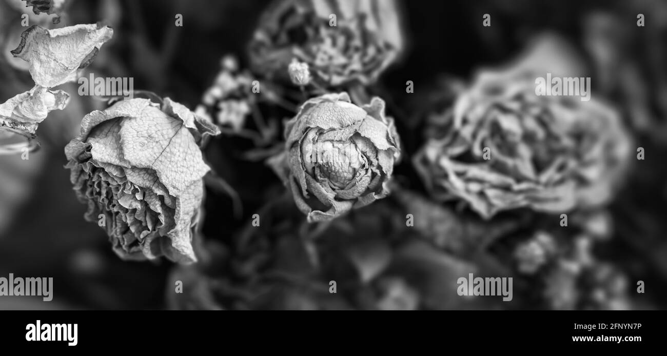 Dry roses. Close-up black and white image of dried rose flowers in a