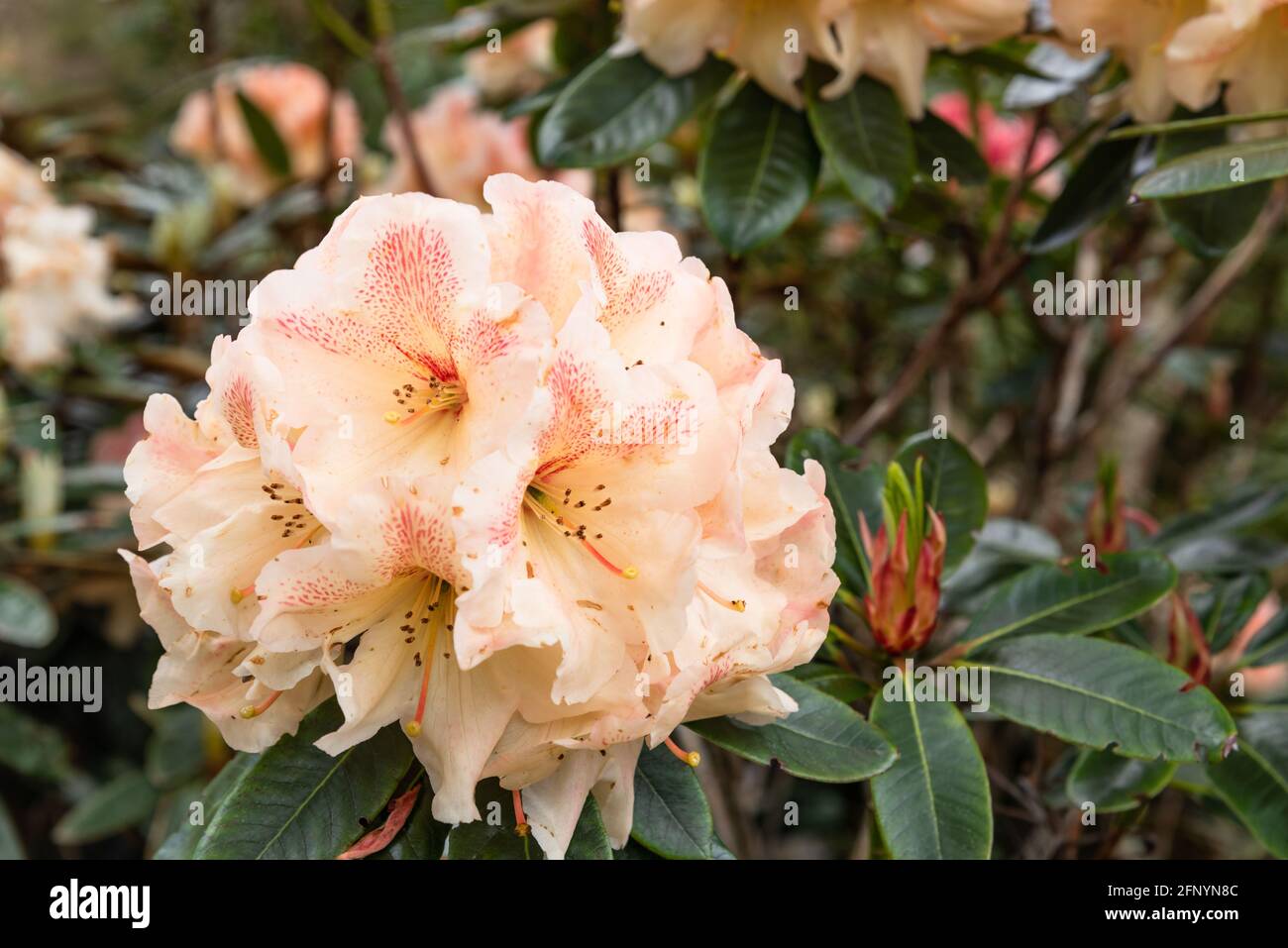 Rhododendron 'Wind River' Stock Photo - Alamy