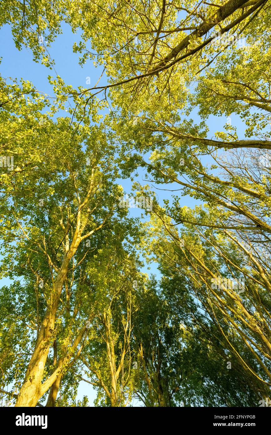 Looking up towards a blue sky and a green canopy formed from Grey Poplar trees, (Populus canescens), in full leaf Stock Photo