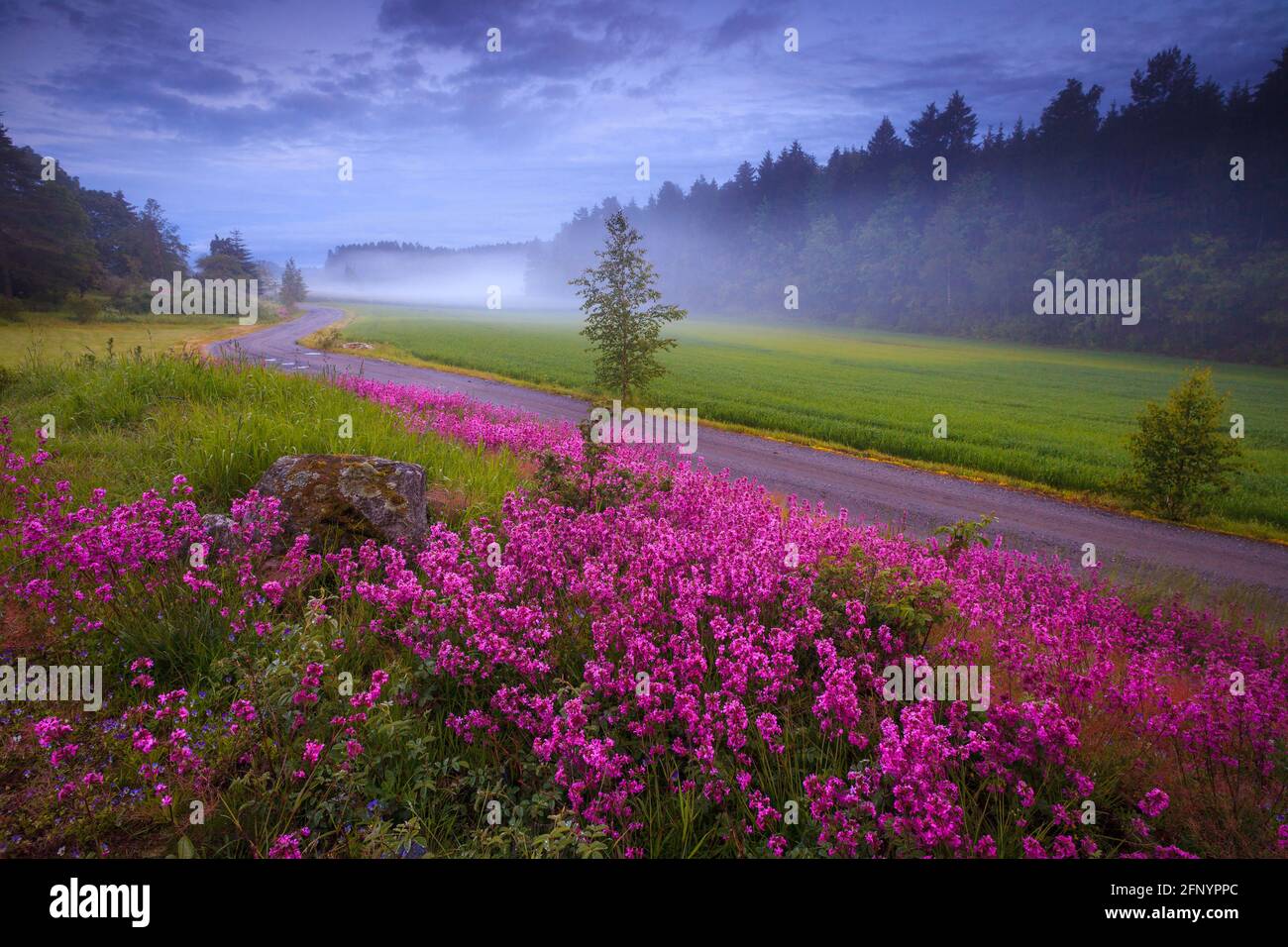 Purple wildflowers and misty cultural landscape at Evje in Rygge, Østfold, Norway, Scandinavia. Stock Photo
