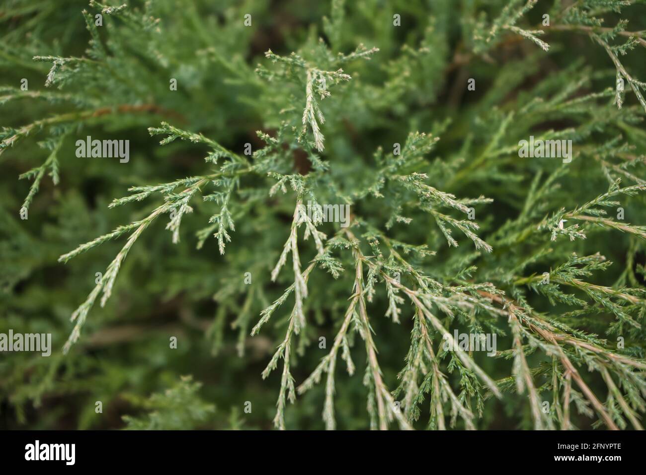 view from above on Thuja occidentalis leaves Stock Photo