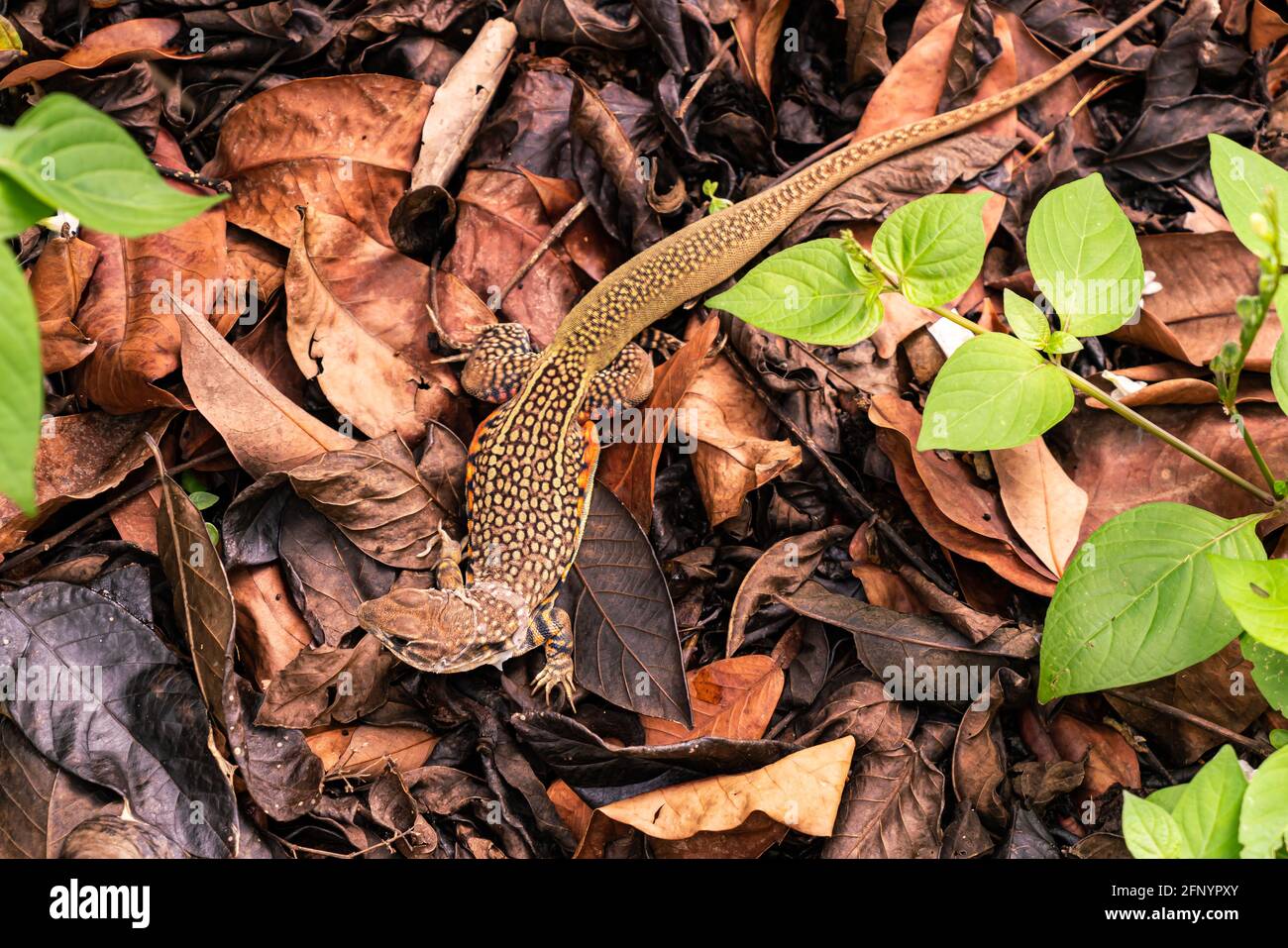 Top view of Butterfly lizard or Leiolepis belliana or small-scaled lizards or ground lizards or butterfly agamas standing on dried leaves on the groun Stock Photo
